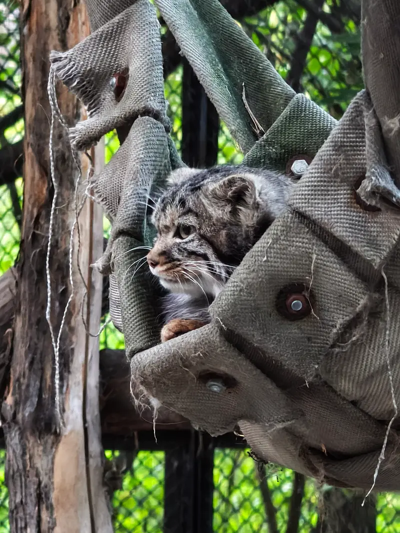 A photograph of a Pallas's cat in Novosibirsk Zoo