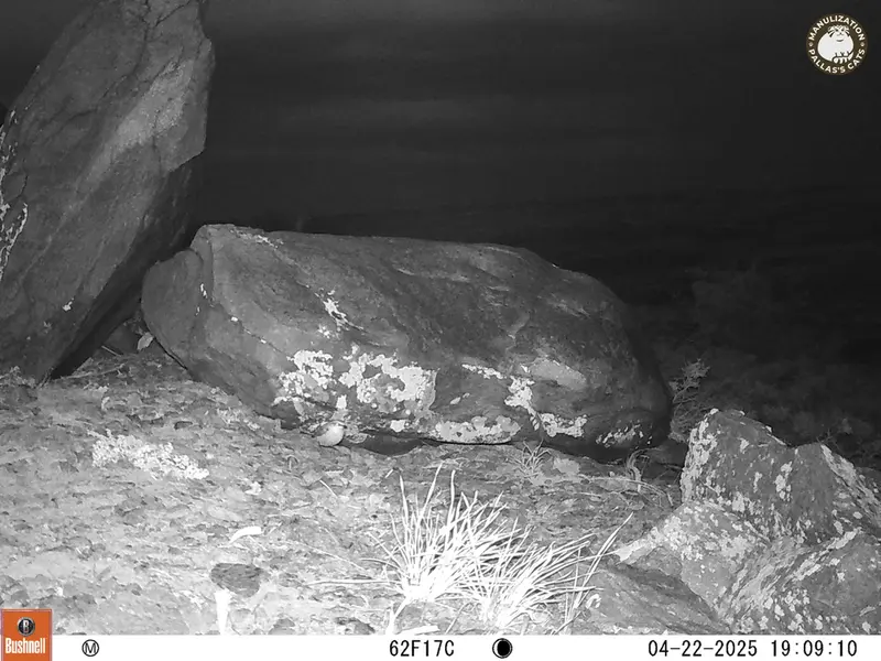 A photograph of a Pallas&#039;s cat from Koshkar camera trap