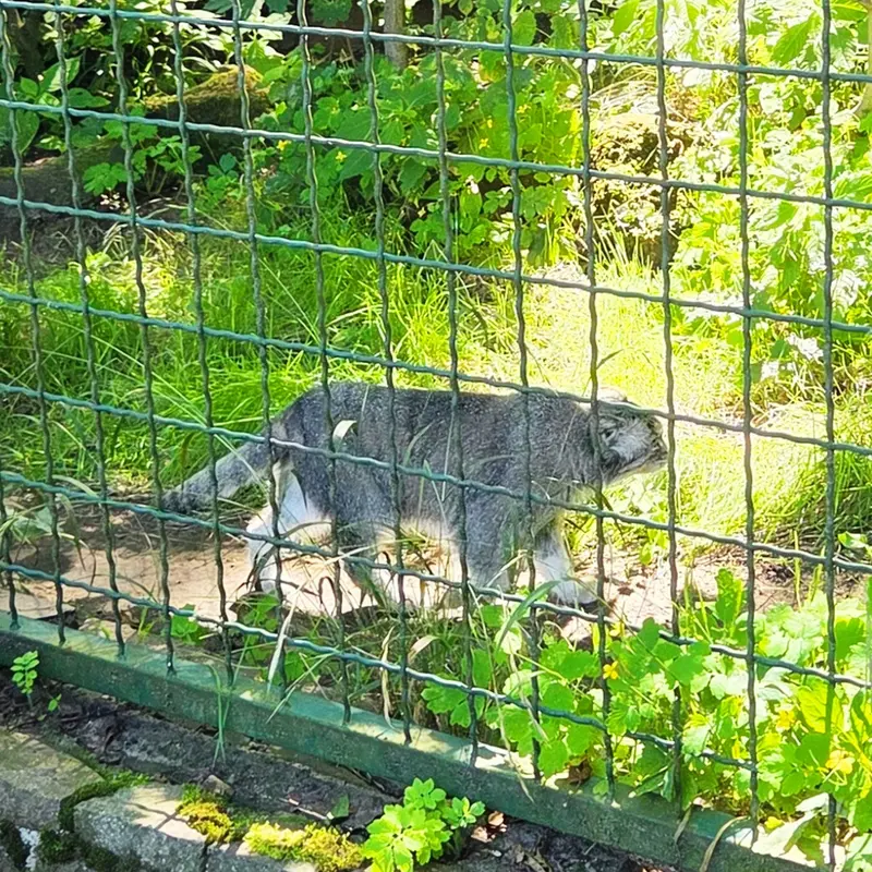 A photograph of Maneki-Neko in Tierpark Berlin