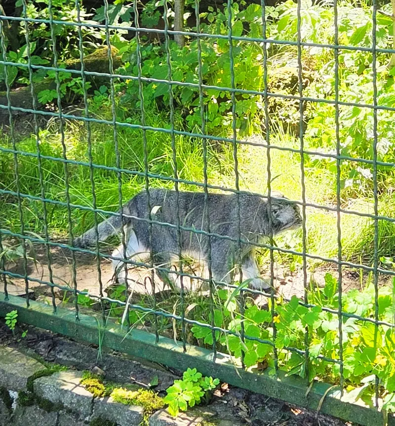 A photograph of Maneki-Neko in Tierpark Berlin