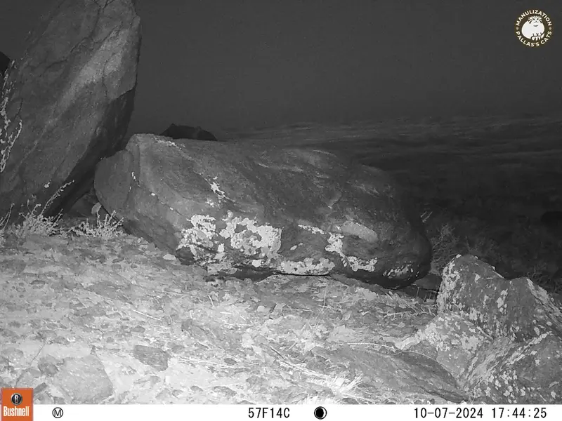 A photograph of a Pallas&#039;s cat from Koshkar camera trap