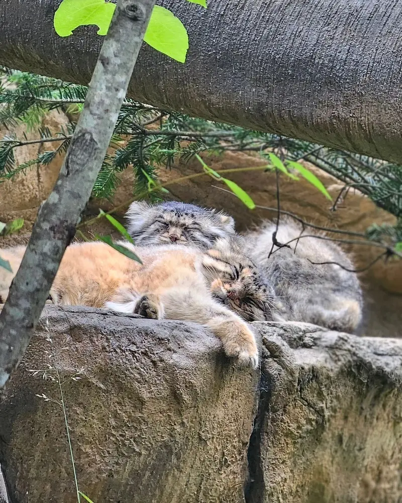 A photograph of a Pallas's cat