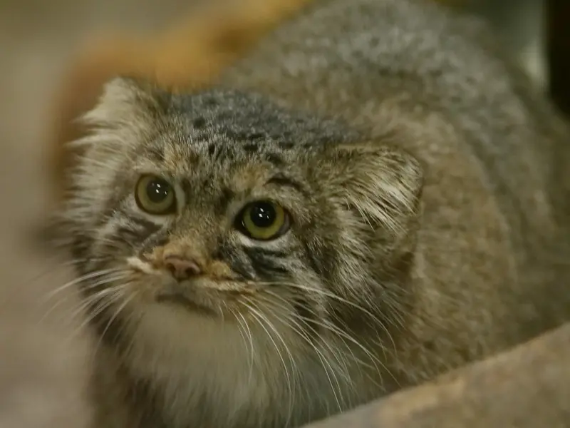 A photograph of Shafran in Ueno Zoological Gardens