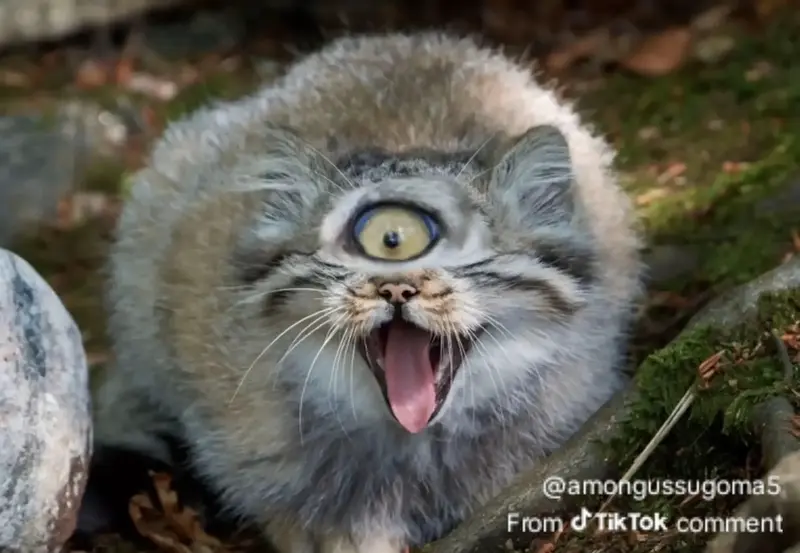 A photograph of a Pallas's cat