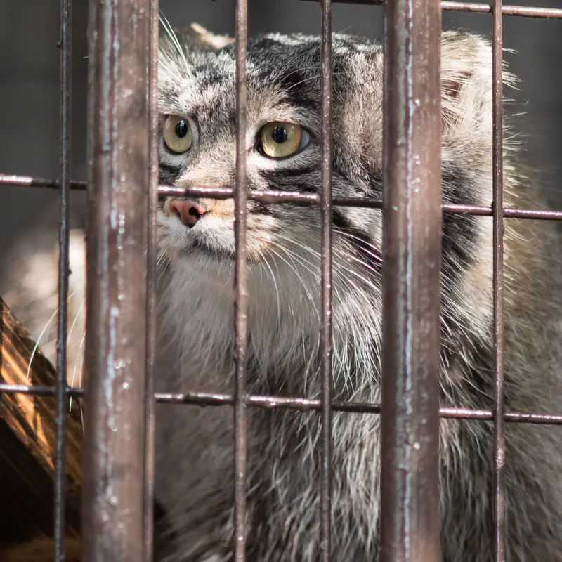 A photograph of Figa in Nogeyama Zoo
