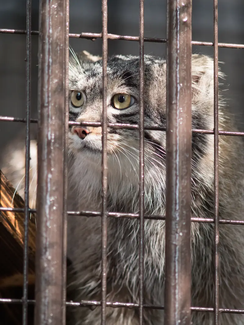 A photograph of Figa in Nogeyama Zoo