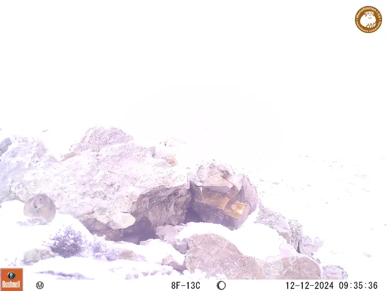 A photograph of Pika from Besshoky 1 camera trap