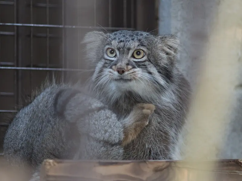A photograph of Figa in Nogeyama Zoo