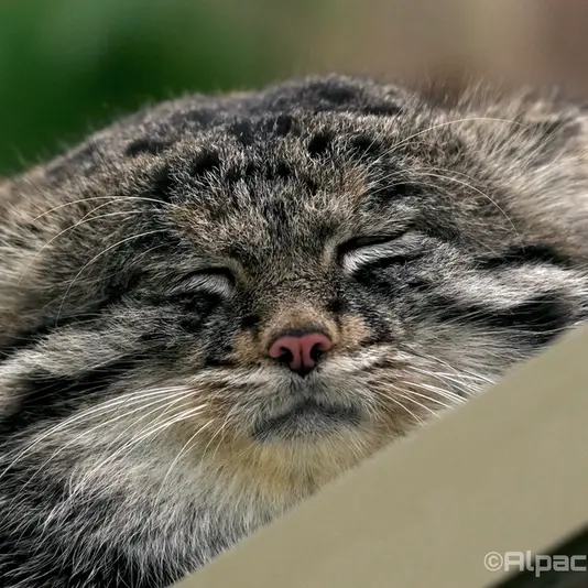 A photograph of Nar in Kobe Animal Kingdom