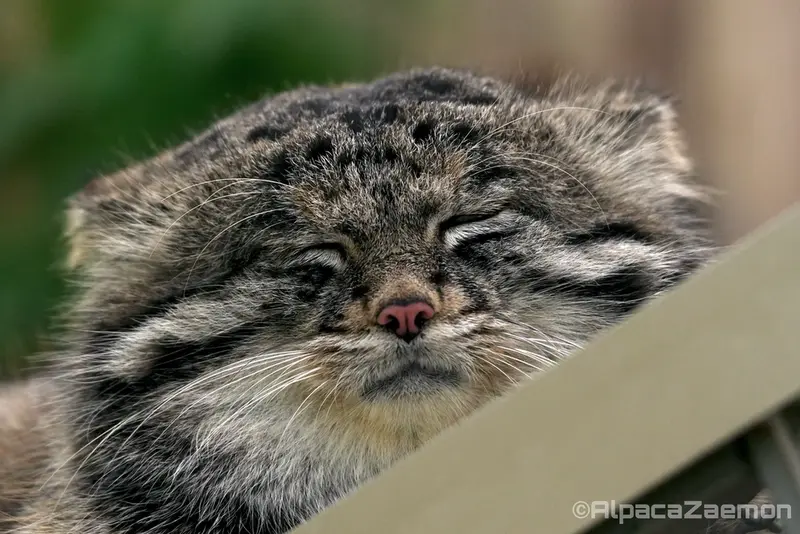 A photograph of Nar in Kobe Animal Kingdom