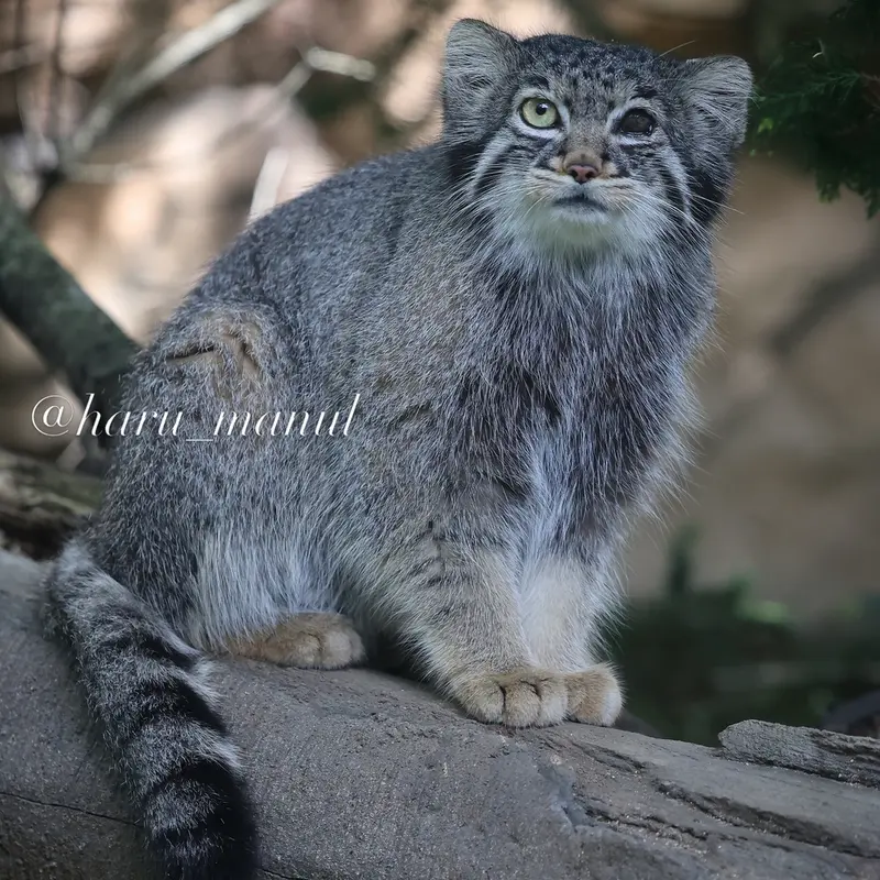 A photograph of Abrikos in Nasu Animal Kingdom