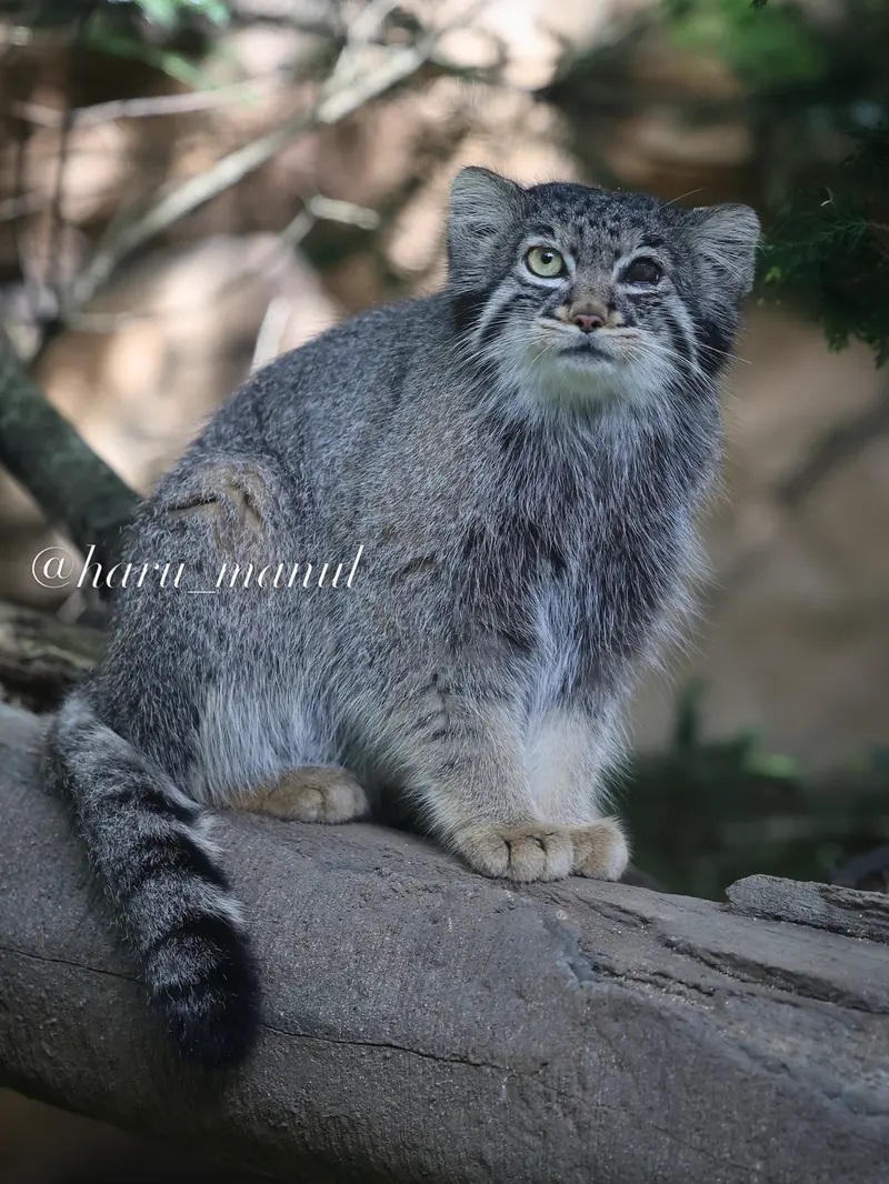 A photograph of Abrikos in Nasu Animal Kingdom
