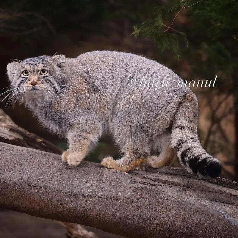 A photograph of Nagomu in Nasu Animal Kingdom