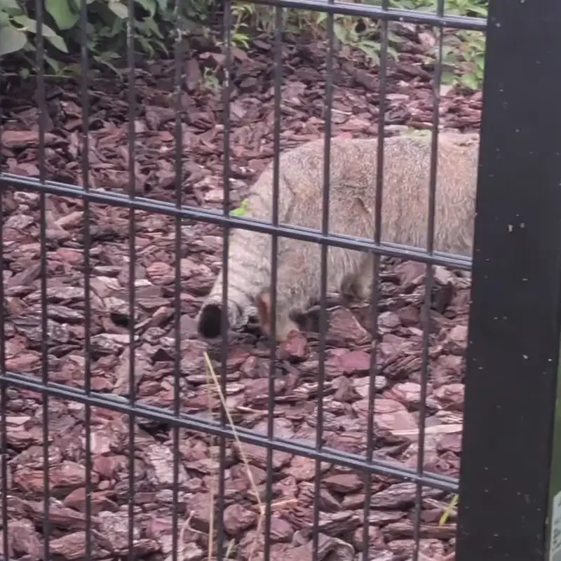 A photograph of a Pallas's cat in Bio-Topia Dunkerque