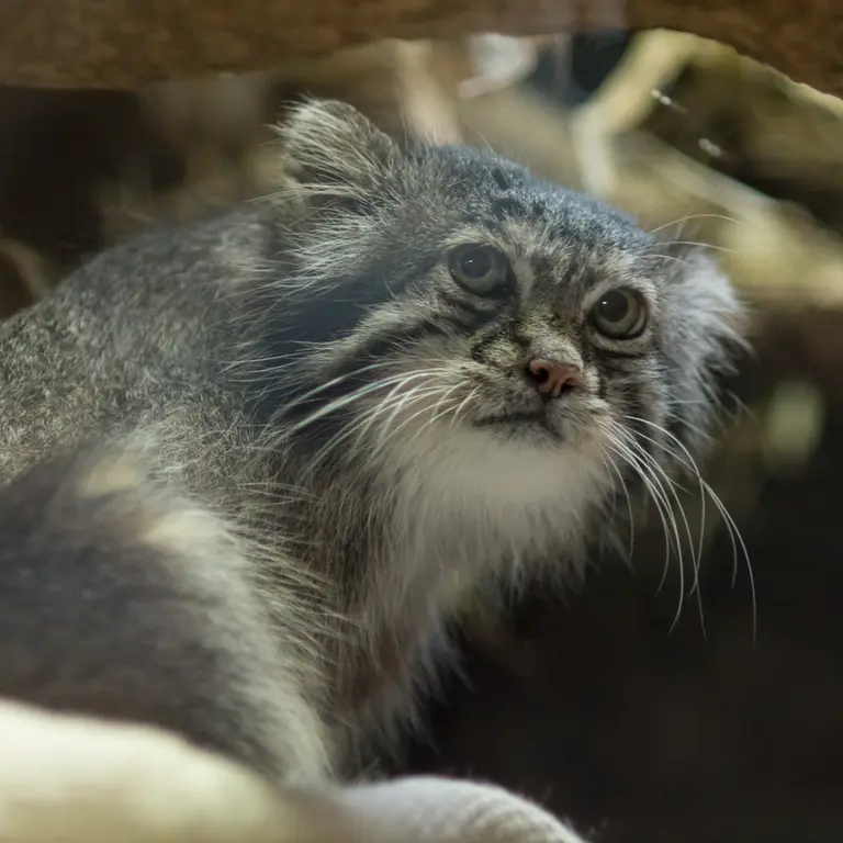 A photograph of Klyon in Ueno Zoological Gardens