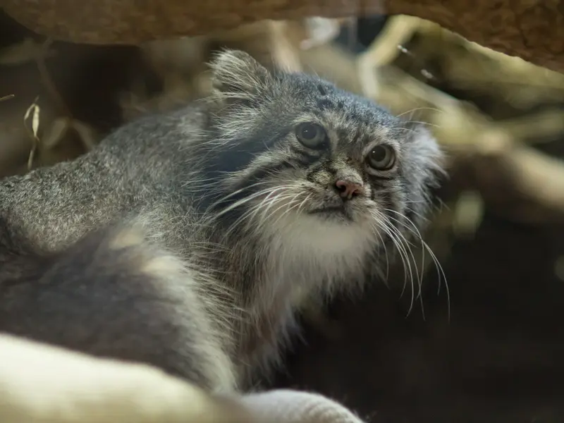 A photograph of Klyon in Ueno Zoological Gardens