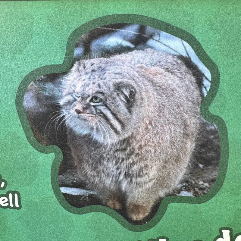 A photograph of Ceba and Akar in Smithsonian's National Zoo