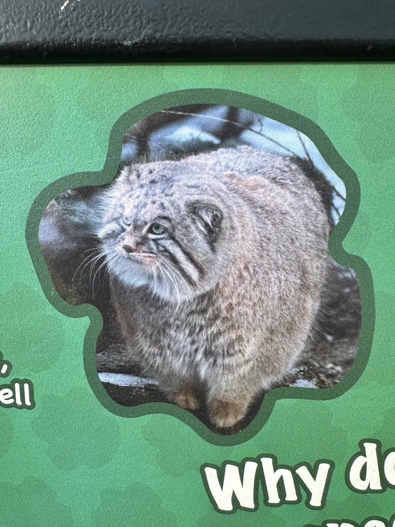A photograph of Ceba and Akar in Smithsonian's National Zoo