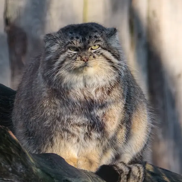 A photograph of Chengdu in Tierpark Berlin