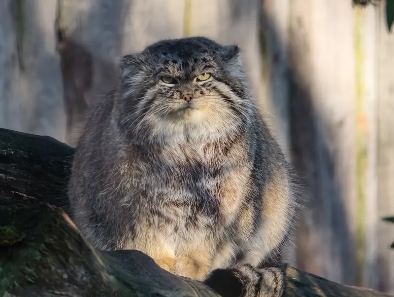 A photograph of Chengdu in Tierpark Berlin