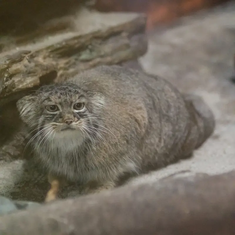 A photograph of Shafran in Ueno Zoological Gardens