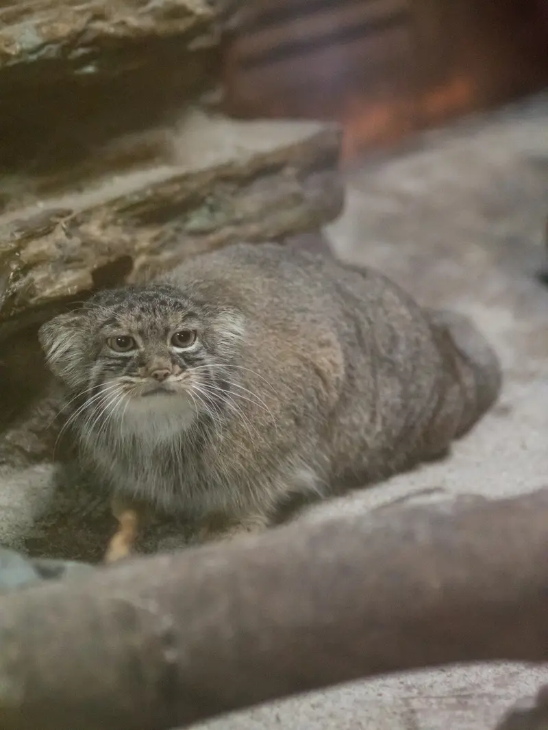 A photograph of Shafran in Ueno Zoological Gardens