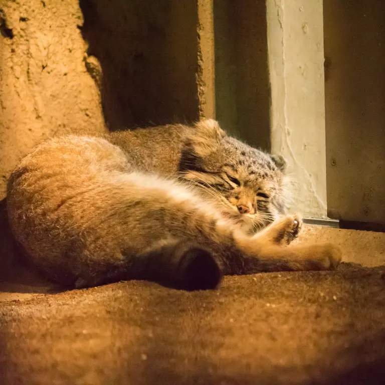 A photograph of Figa in Nogeyama Zoo