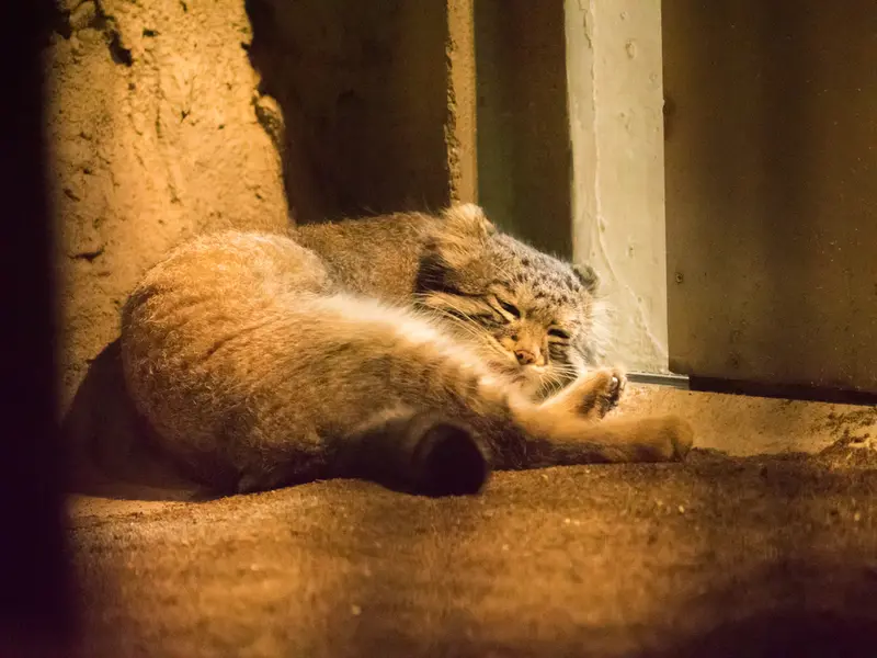A photograph of Figa in Nogeyama Zoo
