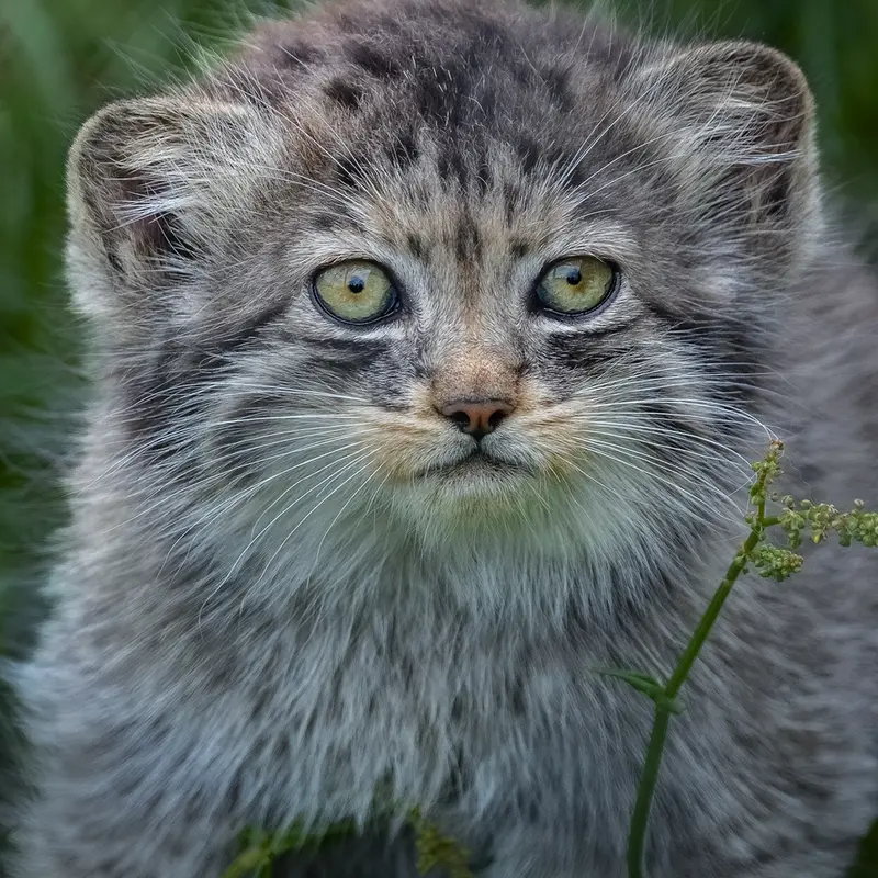 A photograph of a Pallas's cat in Port Lympne Wild Animal Park