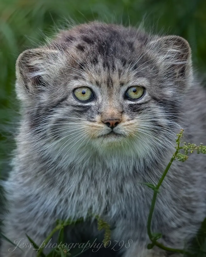 A photograph of a Pallas's cat in Port Lympne Wild Animal Park
