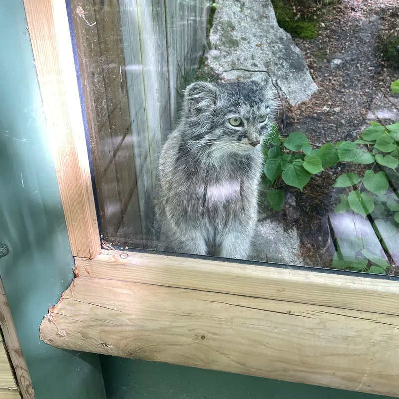 A photograph of Qatti-Matti in Nordens Ark