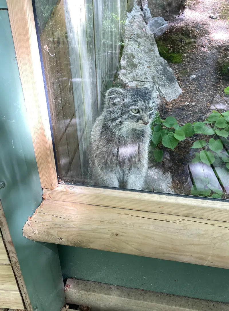 A photograph of Qatti-Matti in Nordens Ark