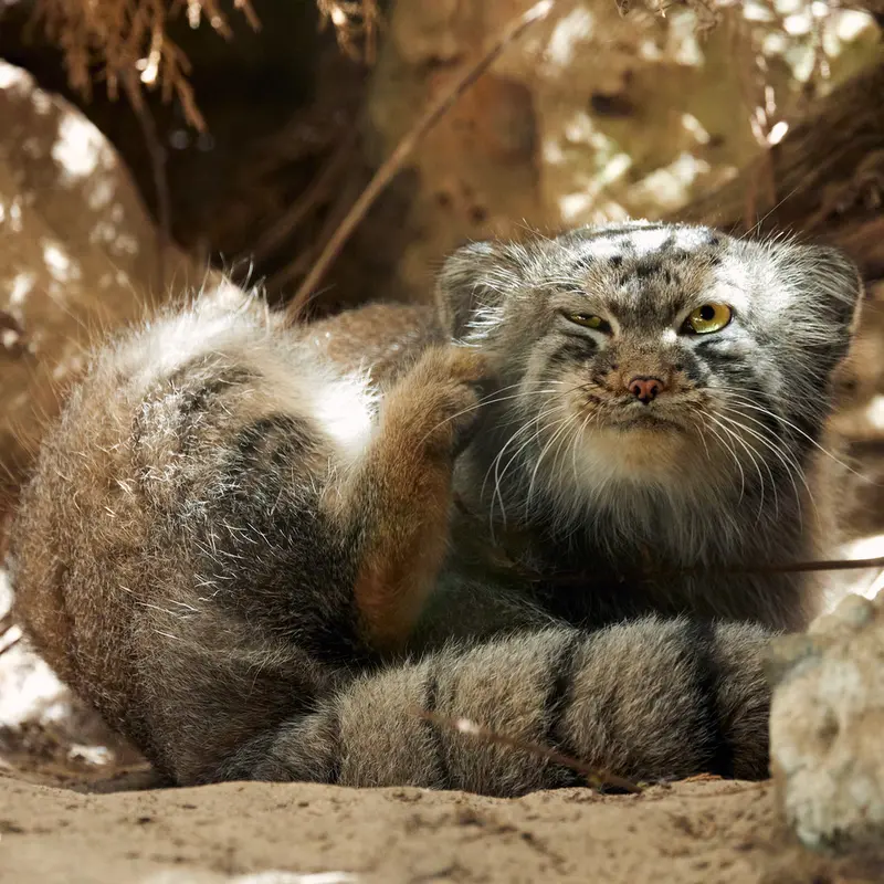 A photograph of a Pallas's cat