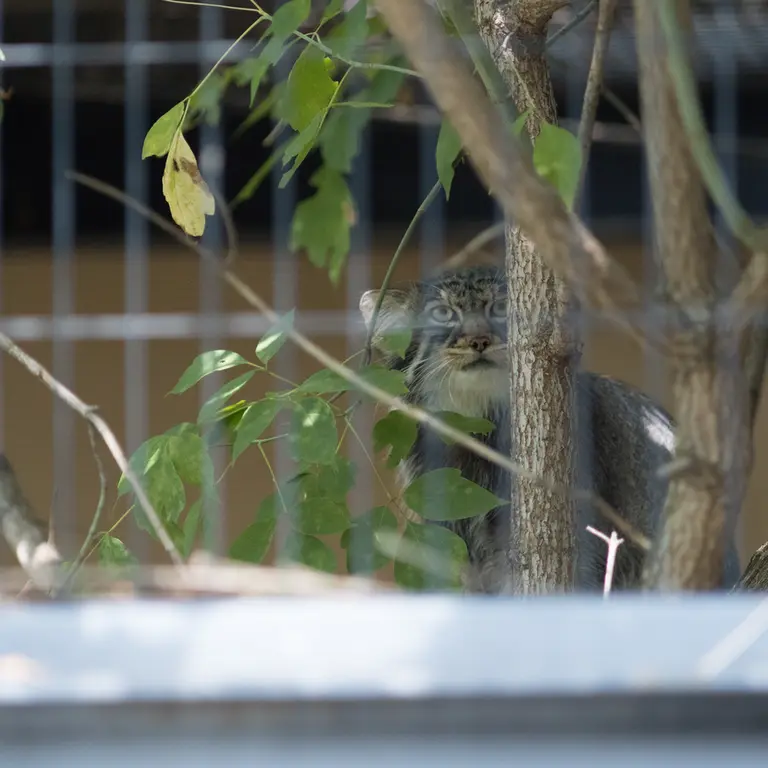 A photograph of Hide in Asahiyama Zoo
