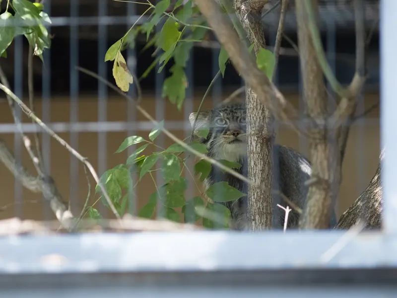 A photograph of Hide in Asahiyama Zoo