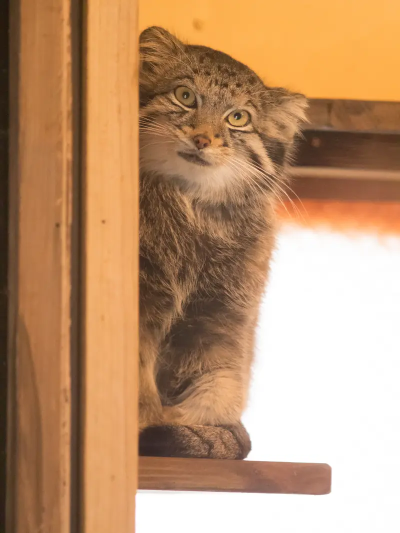 A photograph of Oto in Saitama Children's Zoo