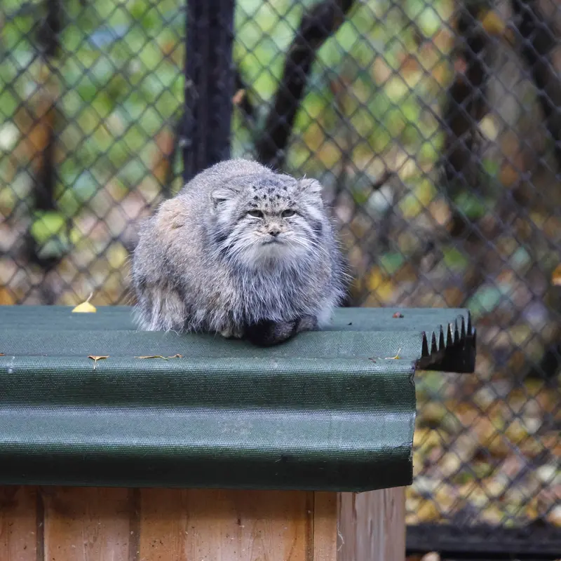 A photograph of Mia in Novosibirsk Zoo