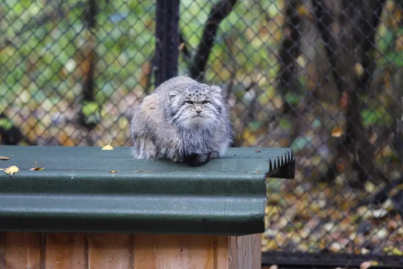A photograph of Mia in Novosibirsk Zoo