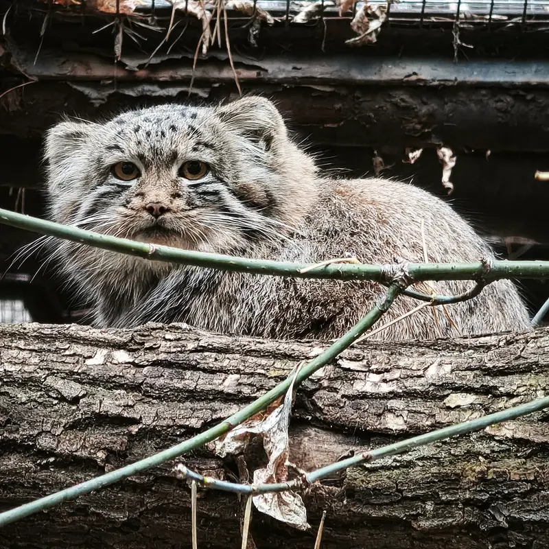 A photograph of Daughter of Snezhana b.2026 Ⅱ in Novosibirsk Zoo