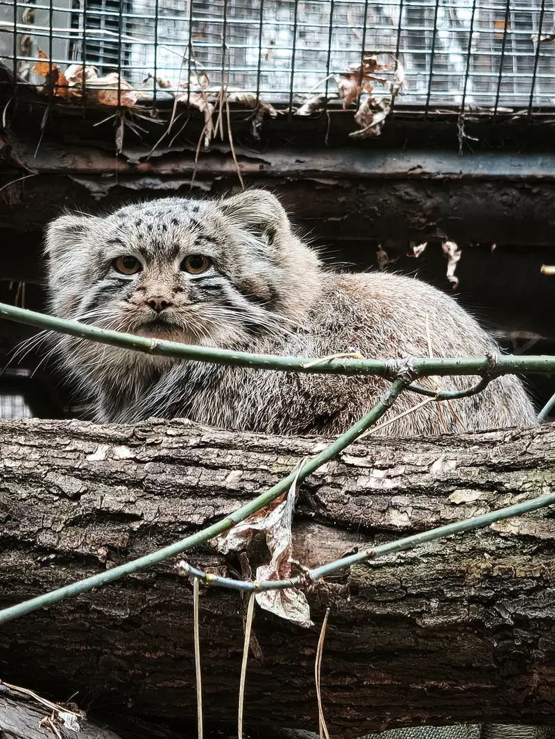 A photograph of Daughter of Snezhana b.2026 Ⅱ in Novosibirsk Zoo