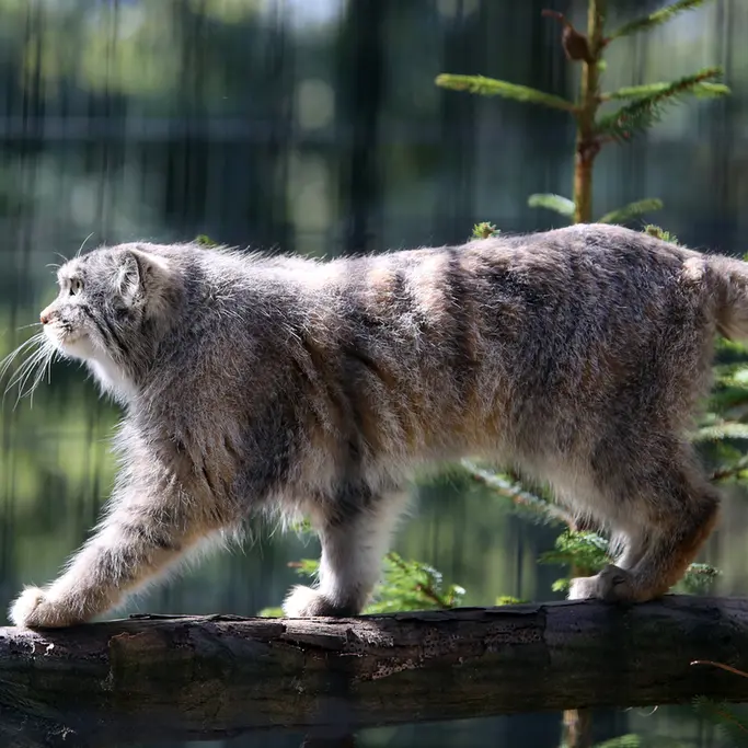 A photograph of Tsas in Kraków Zoo