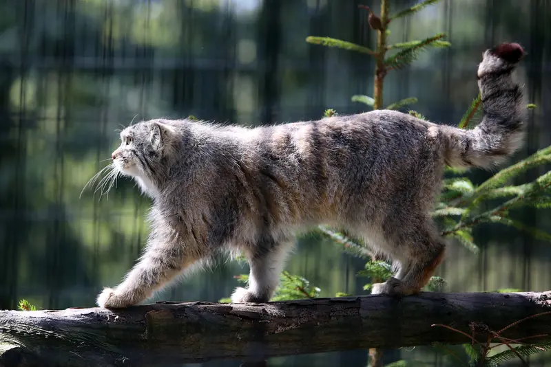 A photograph of Tsas in Kraków Zoo