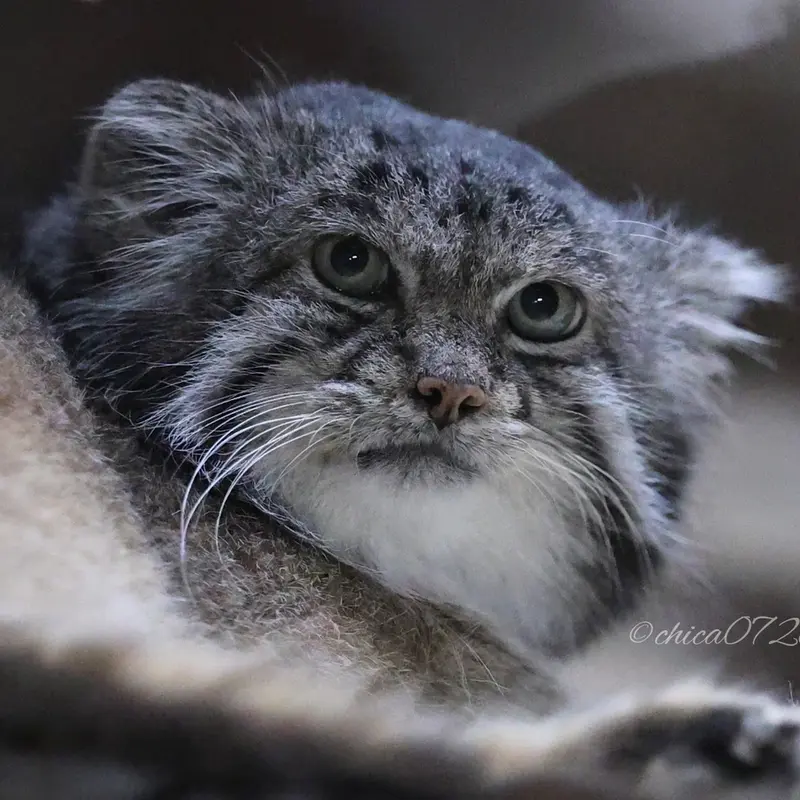 A photograph of Klyon in Ueno Zoological Gardens