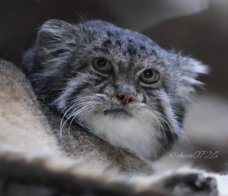 A photograph of Klyon in Ueno Zoological Gardens