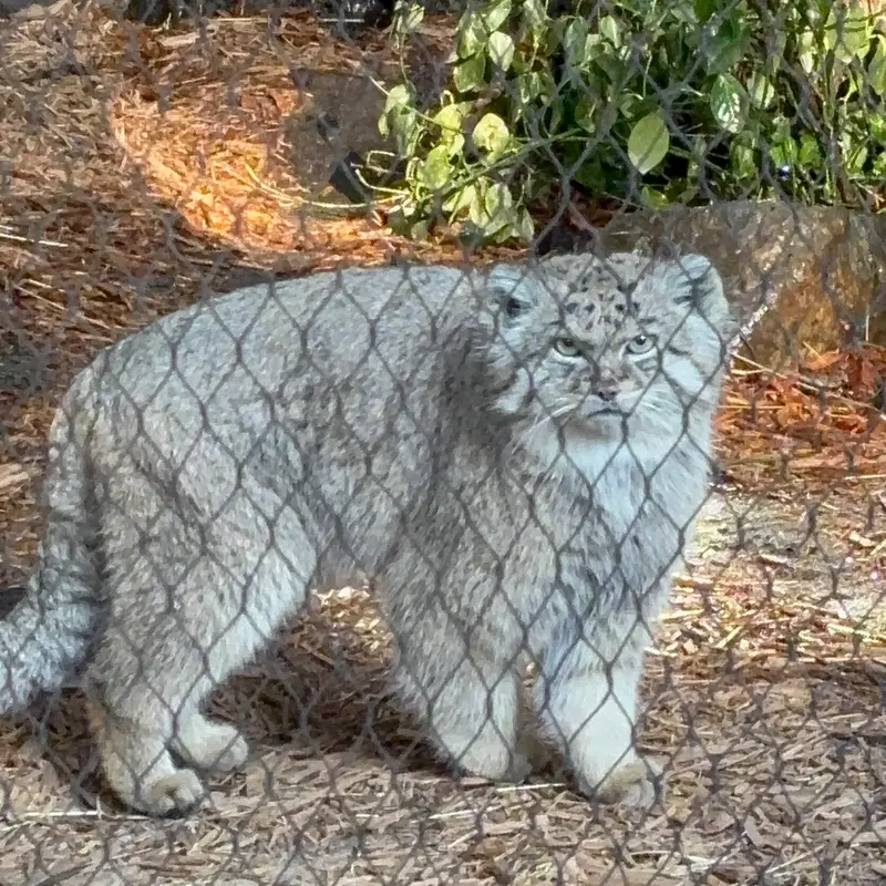 A photograph of Batu in Prospect Park Zoo