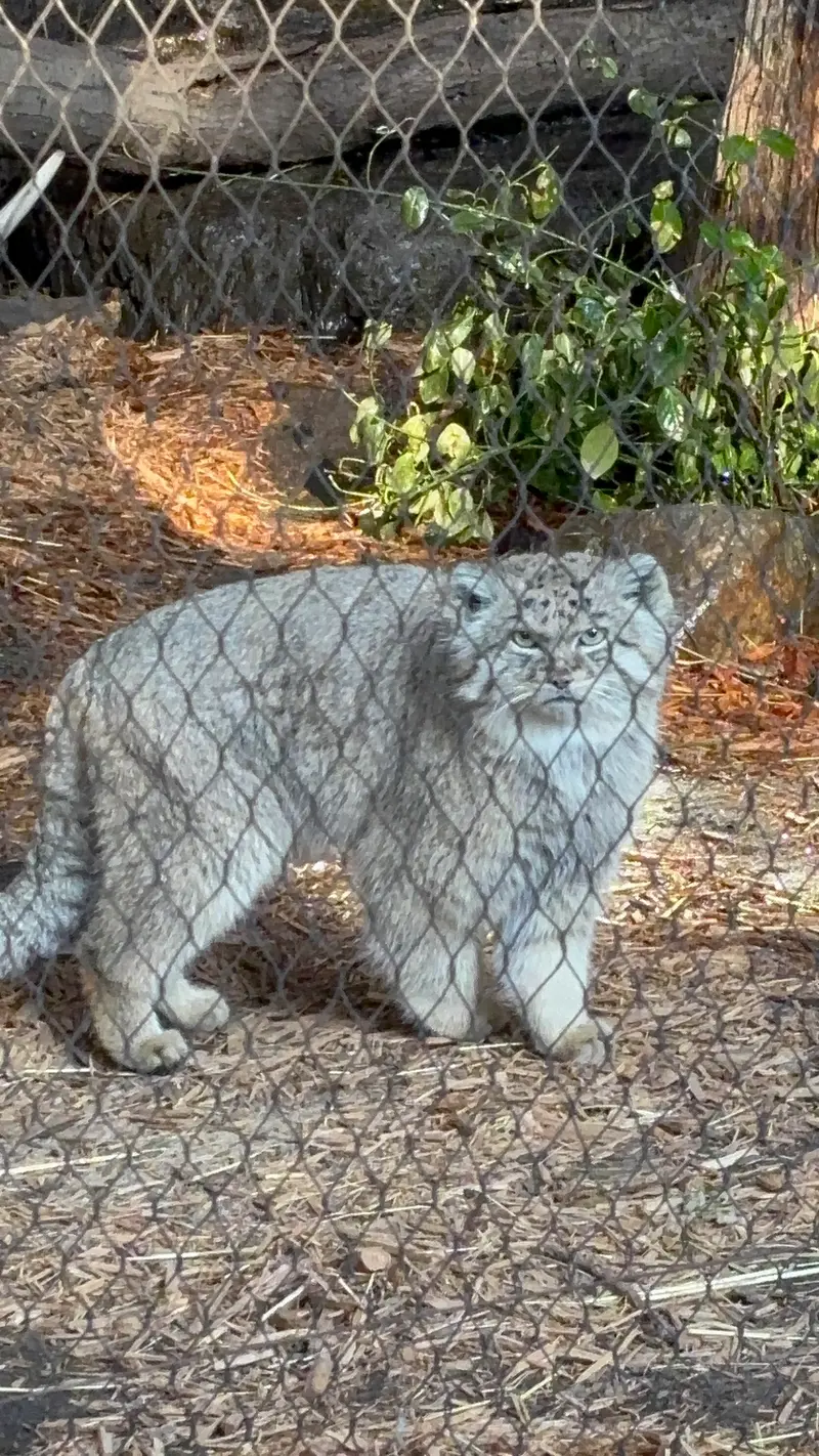 A photograph of Batu in Prospect Park Zoo