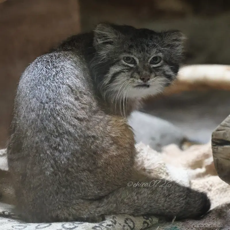 A photograph of Klyon in Ueno Zoological Gardens