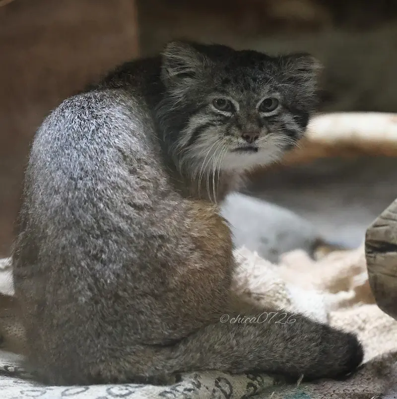 A photograph of Klyon in Ueno Zoological Gardens