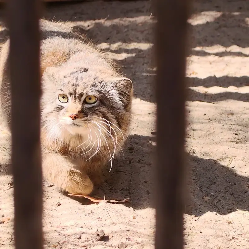 A photograph of a Pallas's cat in Novosibirsk Zoo
