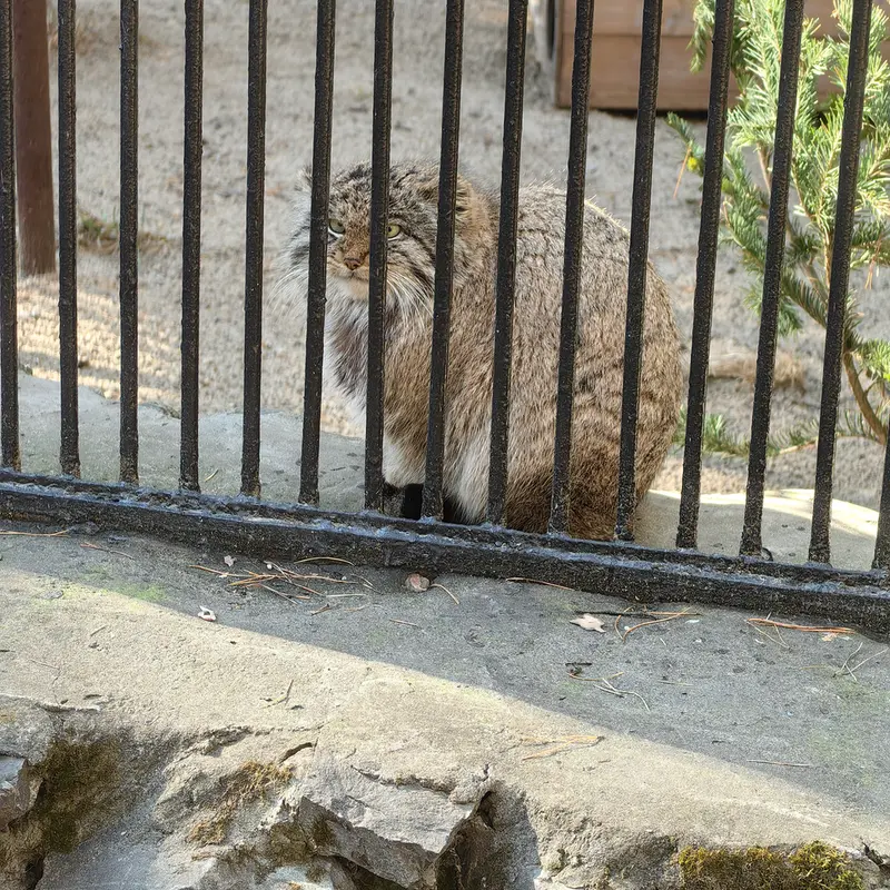 A photograph of Son of Mia 2022 Ⅲ in Novosibirsk Zoo